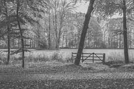 Hekje in het bos by Julia Booi