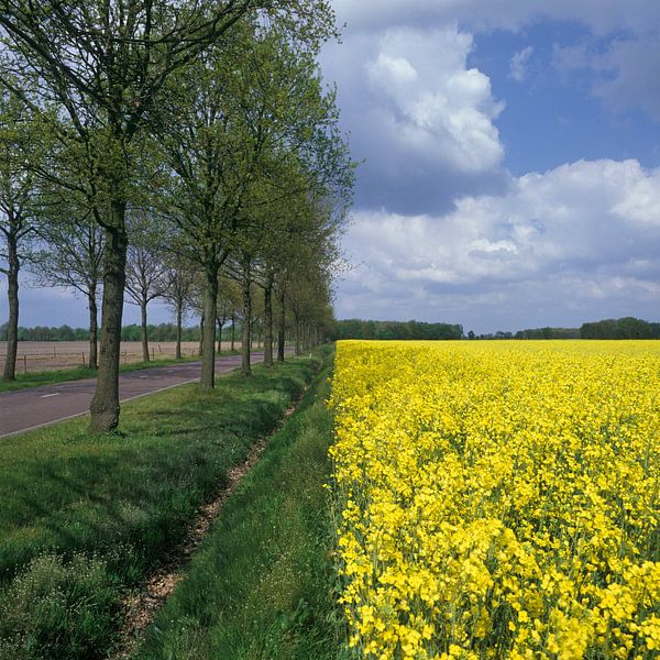 Landscape with trees and yellow flowering rapeseed by Frans Rombout