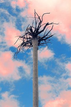 ondersteboven - boom op de Hornisgrinde bergtop in het Zwarte Woud van Ines Porada