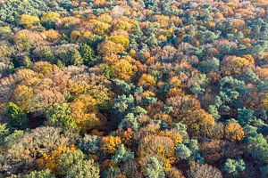 Autumn colours in the forest