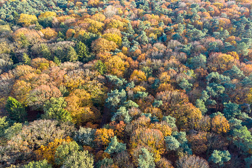 Goud en groen: herfstbos van bovenaf