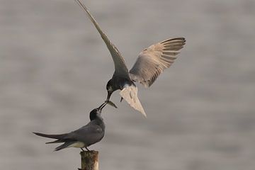 Black tern by Rinnie Wijnstra