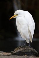 Cattle Egret (Bubulcus ibis)
