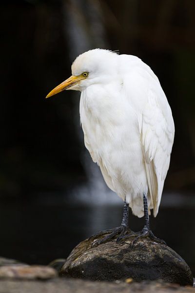 Aigrette des bovins (Bubulcus ibis) par Remco Donners