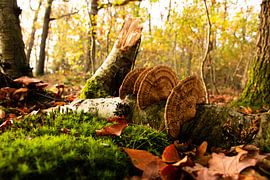 Dommages causés par la tempête sur Monique Bekius