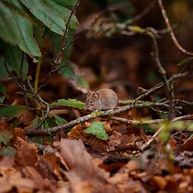 A mouse in the bush by Paul Poot