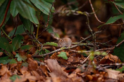 Une souris dans la brousse