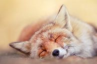 Slapende vos van Roeselien Raimond thumbnail