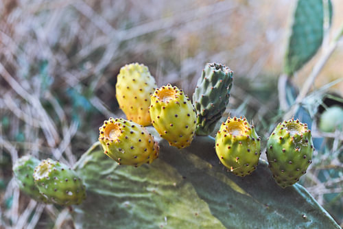 Greek prickly pears on the island of Crete