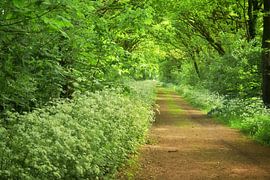 Fahrspur von Monique Verlouw