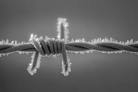 Koud en Prikkelbaar sur Boris de Weijer