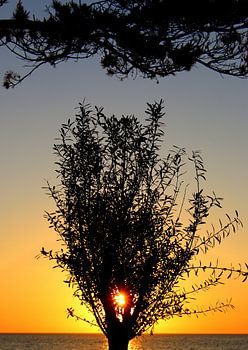 Boom in het ochtendlicht
