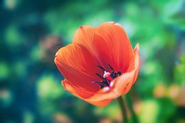 La joyeuse tulipe de printemps Tulip sur Jakob Baranowski - Photography - Video - Photoshop