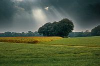 Sunray's