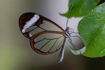 Glasswing butterfly - Papillon de la Glasswing sur Albert Beukhof