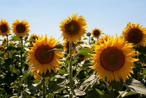 Zonnebloemen