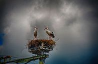 Störche auf Nest von FotoGraaG Hanneke Miniaturansicht