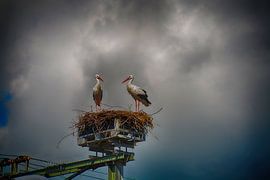 Storks on nest