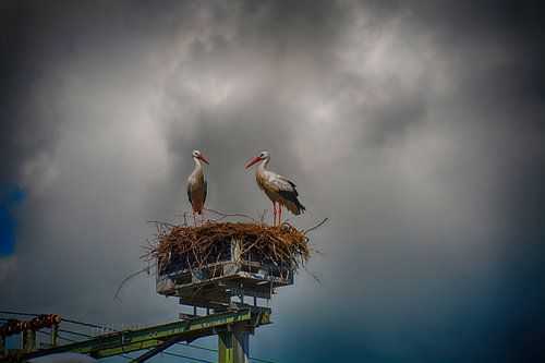 Ooievaars op nest