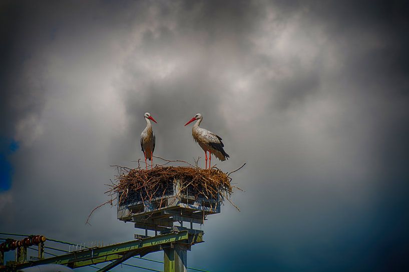 Störche auf Nest von FotoGraaG Hanneke