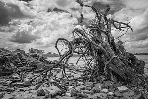 Baum Fluss Strand Lek