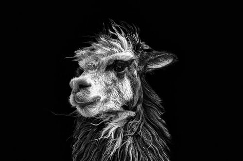 Black and white picture of a Peruvian llama against a black background. Wout Cook One2expose