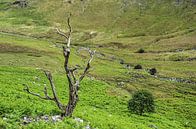 Deux arbres par Frans Blok Aperçu