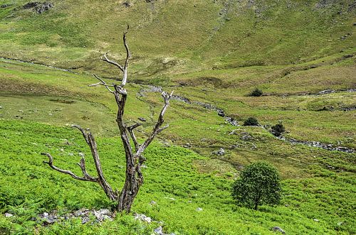 Two trees