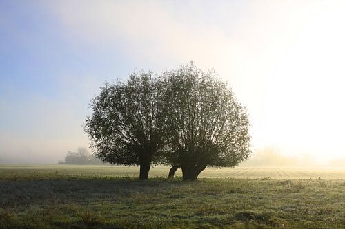 knotwilgen in het licht van de opkomende zon
