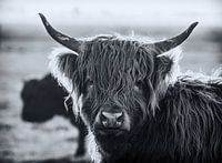 Hooglander zwart wit
