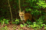 Jeune renard roux - Little Red Fox par Christiane Schulze Aperçu