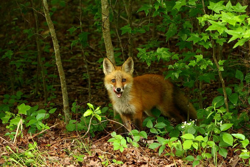 Jeune renard roux - Little Red Fox par Christiane Schulze