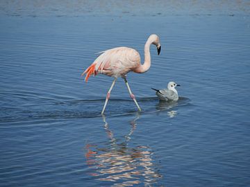 flamingo's in Chili sur Eline Oostingh
