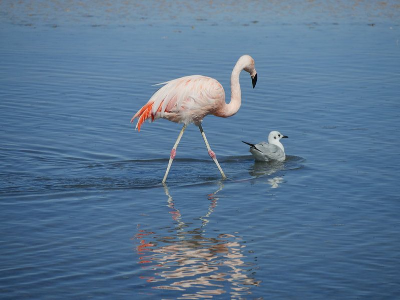 flamingo's in Chili van Eline Oostingh