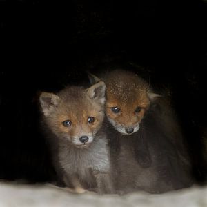 Jeunes renards louveteaux sur Menno Schaefer