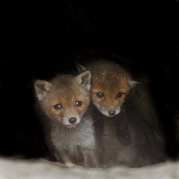 Young Foxes Cubs