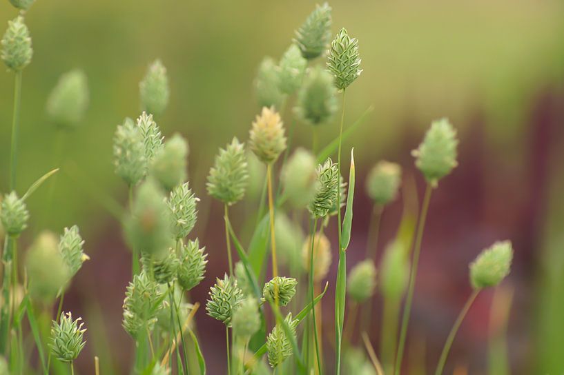 Kanariengras von Niek Traas
