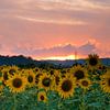 Sunflowers sunset by Judith Borremans