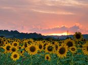 Sunflowers sunset van Judith Borremans thumbnail