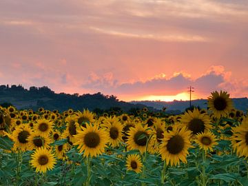 Sunflowers sunset van Judith Borremans