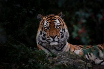 Tiger Amersfoort von Eveline van Beusichem