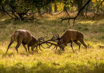 Cerf rouge sur Harry Punter