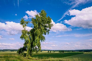 Beiers landschap met een eenzame boom