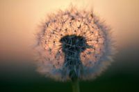Fluff Dandelion