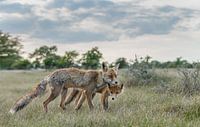 Red fox cub in nature with mother von Menno Schaefer Miniaturansicht