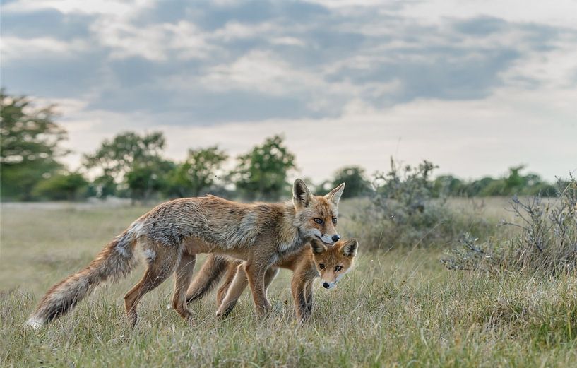 Red fox cub in nature with mother von Menno Schaefer