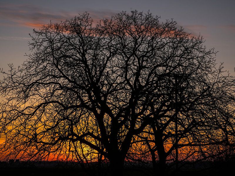 Walnut Tree by Mario de Lijser