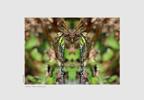 Blue-green mosaic damselfly