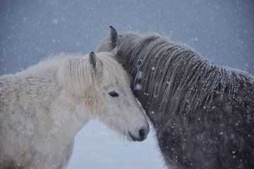 Twee paarden begroeten elkaar in de sneeuw van Elisa in Iceland