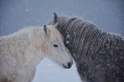 Twee paarden begroeten elkaar in de sneeuw